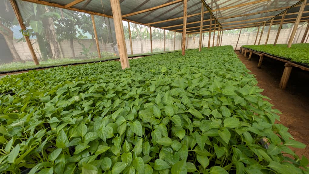 AgriScape Seedlings Price Catalogue – 2026 Season