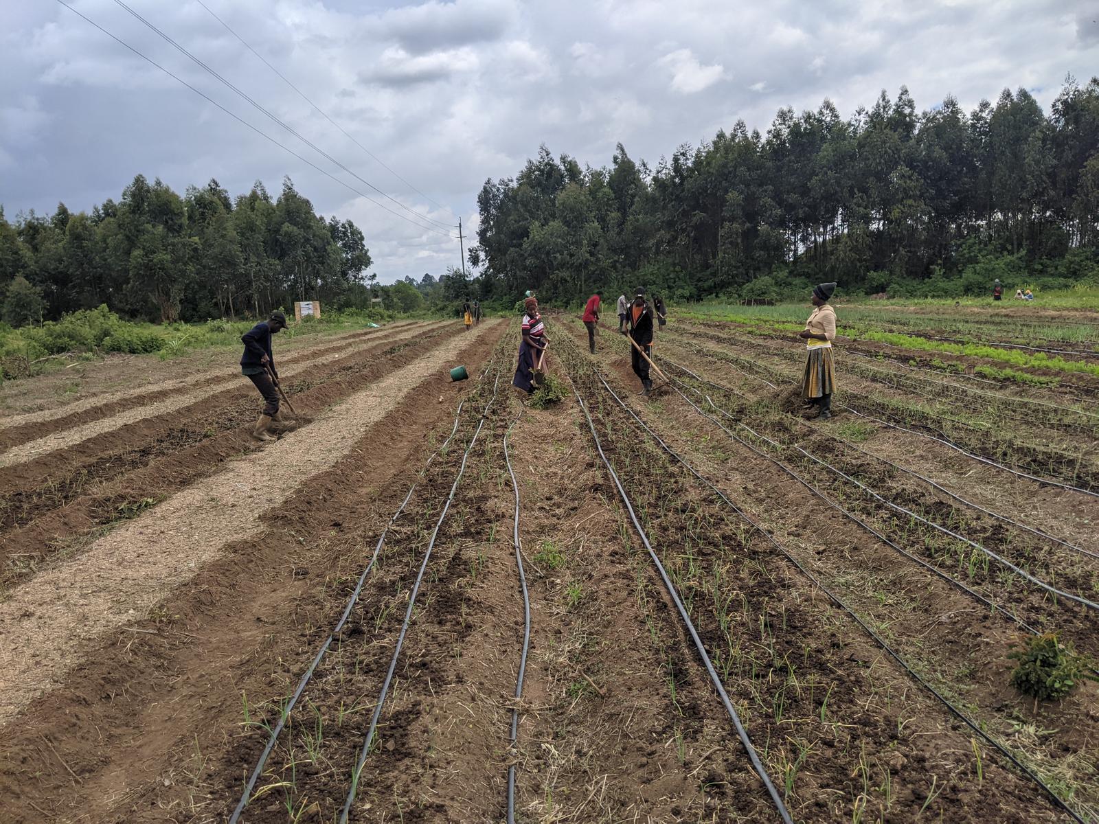 Cohort 1 Program – Transforming Knowledge into Practices: Sokoine University Students
