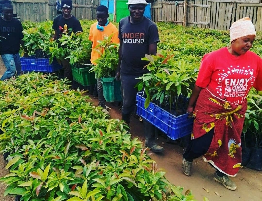 Fruit Tree Seedlings Supply and Orchard Establishment Project: DMI Sisters Farm