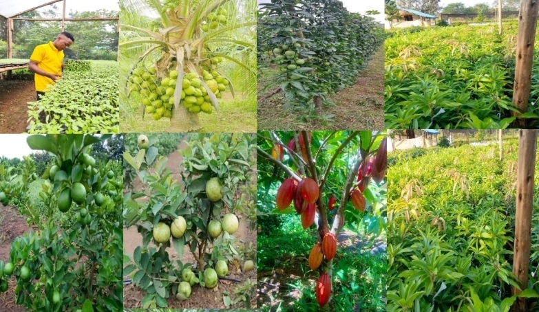 Nursery production and planting material supply